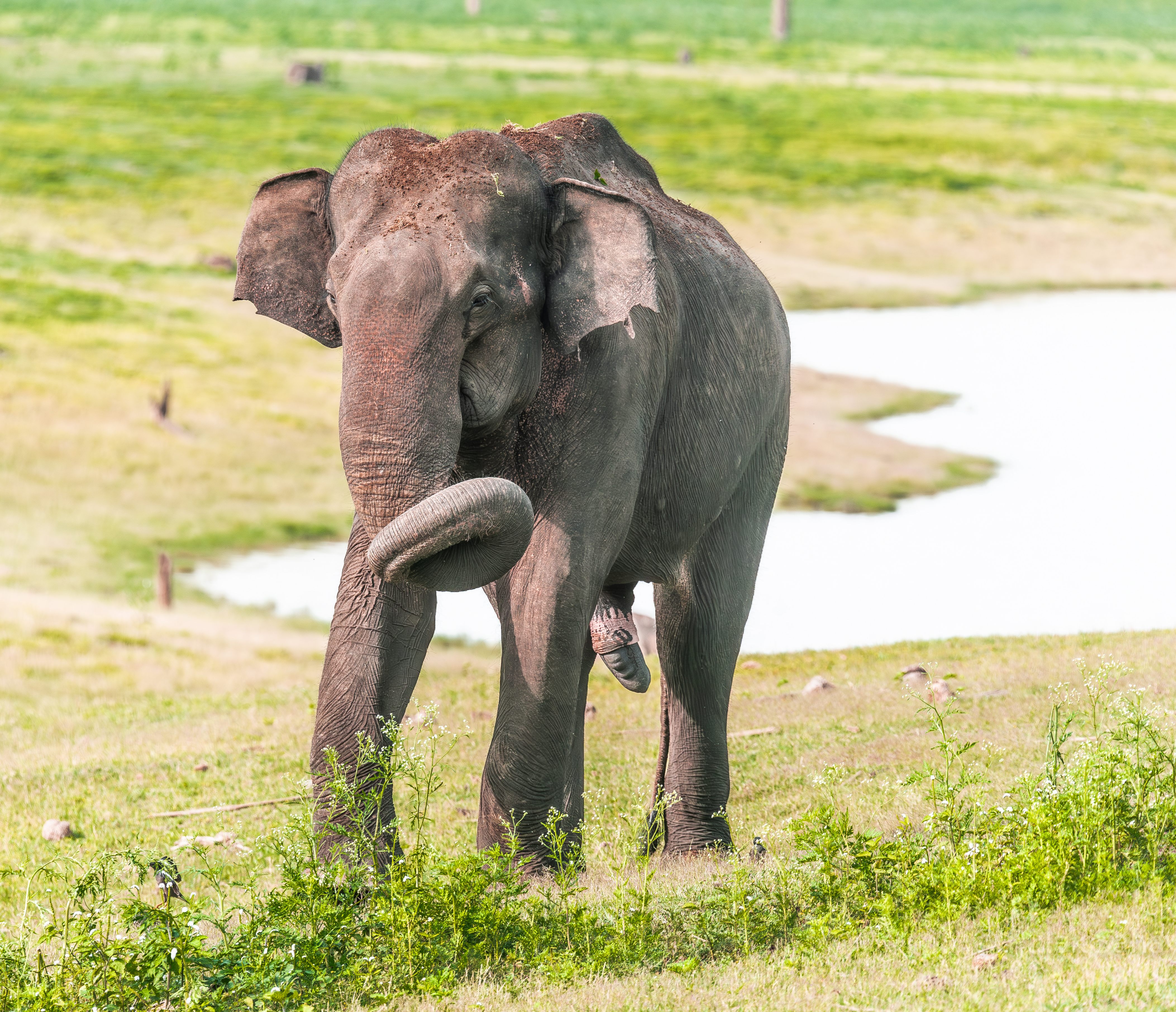 Elephant in the Musth